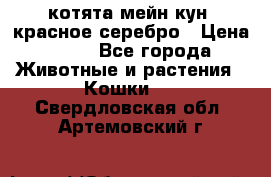 котята мейн кун, красное серебро › Цена ­ 30 - Все города Животные и растения » Кошки   . Свердловская обл.,Артемовский г.